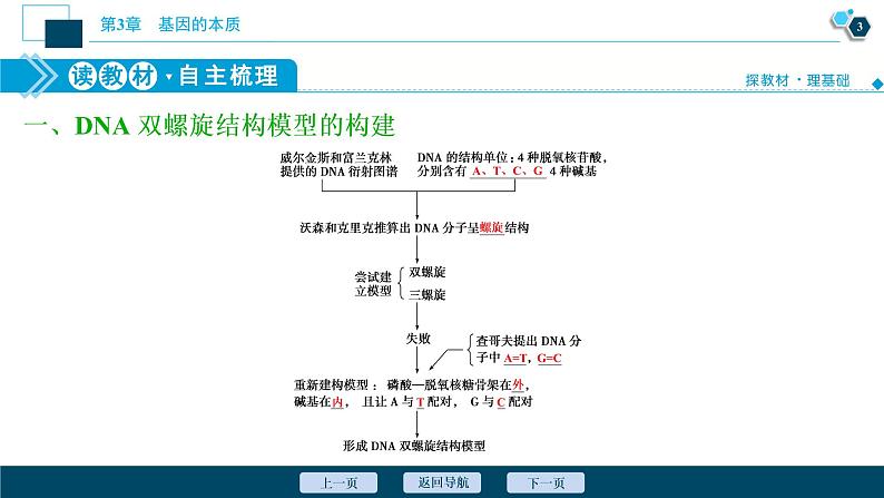 第3章第2节　DNA的结构--（新教材）2021年人教版（2019）高中生物必修2课件04