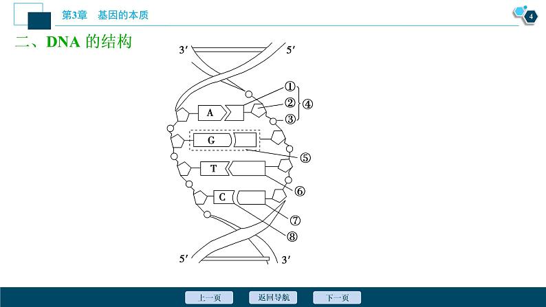 第3章第2节　DNA的结构--（新教材）2021年人教版（2019）高中生物必修2课件05