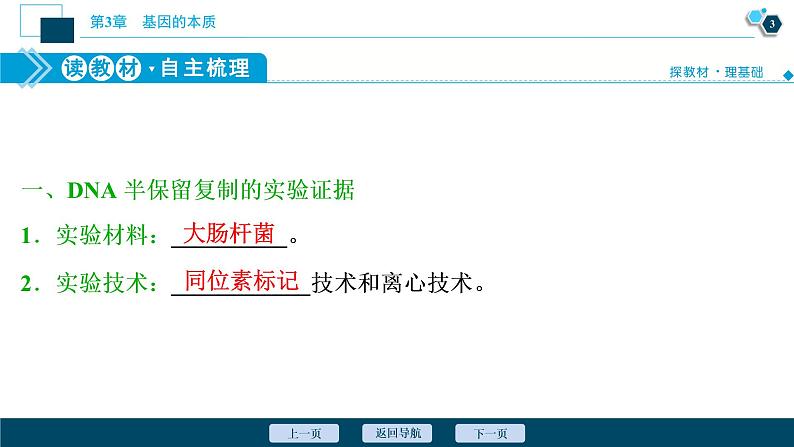 第3章第3节　DNA的复制--（新教材）2021年人教版（2019）高中生物必修2课件第4页