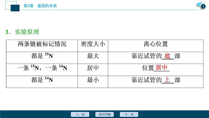 第3章第3节　DNA的复制--（新教材）2021年人教版（2019）高中生物必修2课件第5页