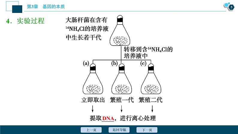 第3章第3节　DNA的复制--（新教材）2021年人教版（2019）高中生物必修2课件第6页