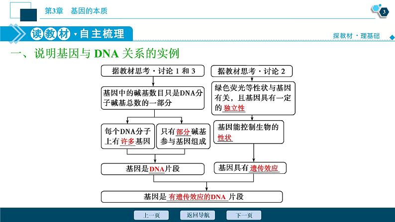 第3章第4节　基因通常是有遗传效应的DNA片段--（新教材）2021年人教版（2019）高中生物必修2课件第4页
