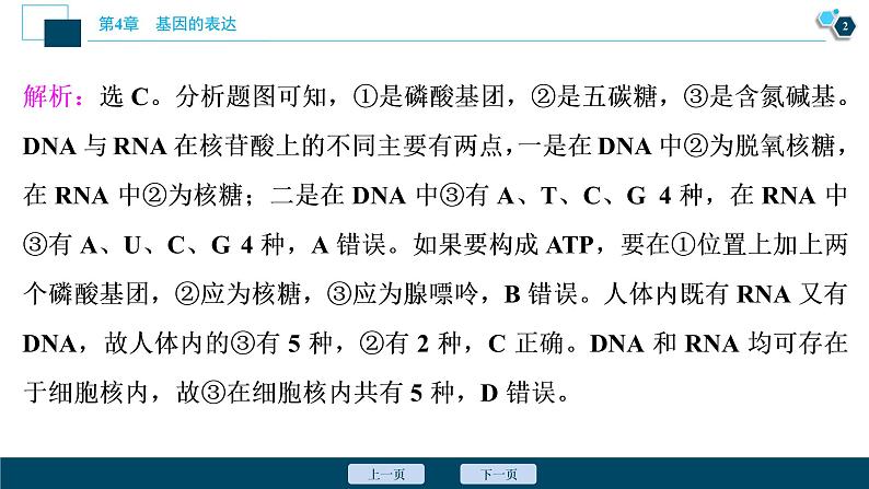 第4章章末综合检测(四)--（新教材）2021年人教版（2019）高中生物必修2课件第3页