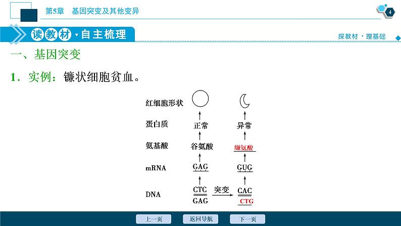 第5章第1节　基因突变和基因重组--（新教材）2021年人教版（2019）高中生物必修2课件第5页