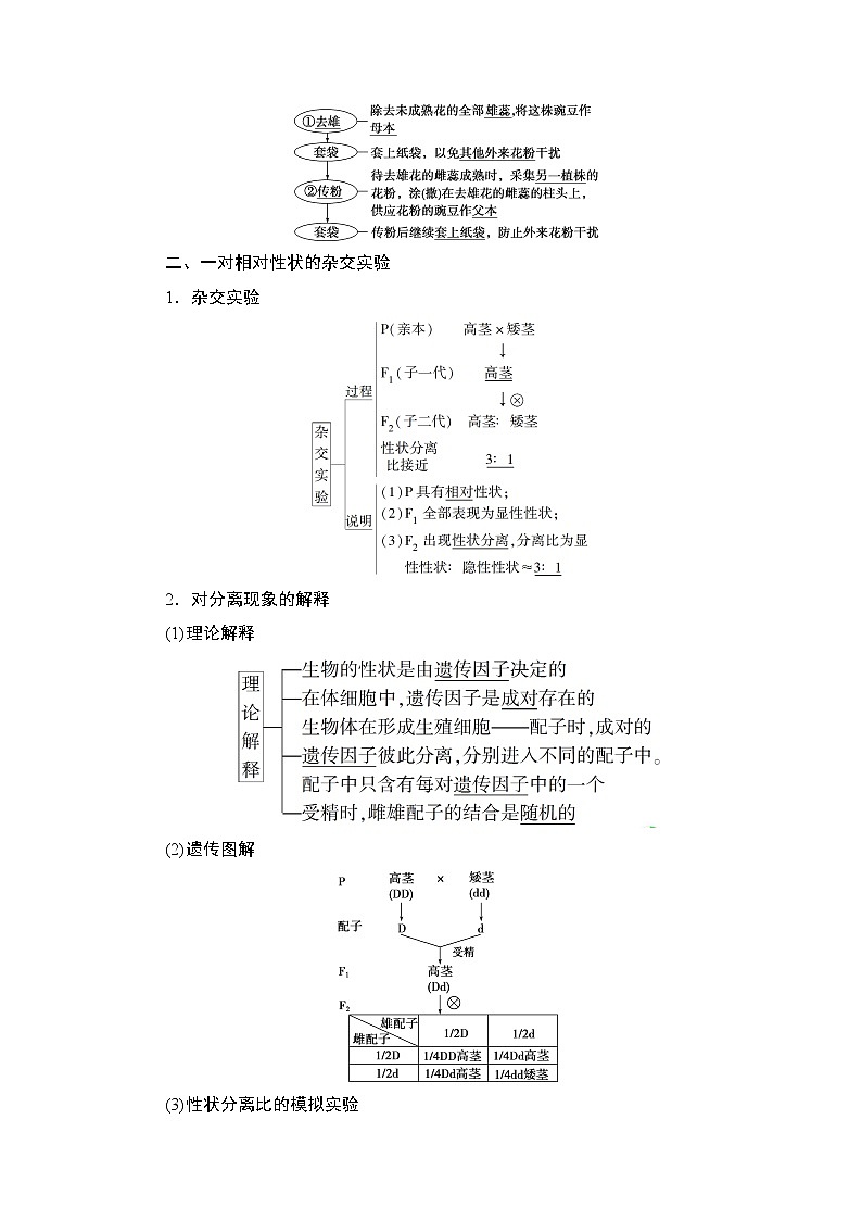 第1章第1节　孟德尔的豌豆杂交实验(一)(Ⅰ)--（新教材）2021年人教版（2019）高中生物必修2同步学案+同步练习02