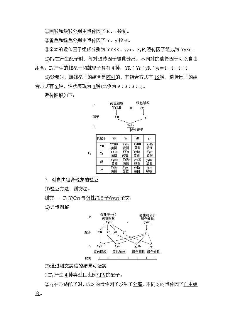 第1章第2节　孟德尔的豌豆杂交实验(二)(Ⅰ)--（新教材）2021年人教版（2019）高中生物必修2同步学案+同步练习第2页