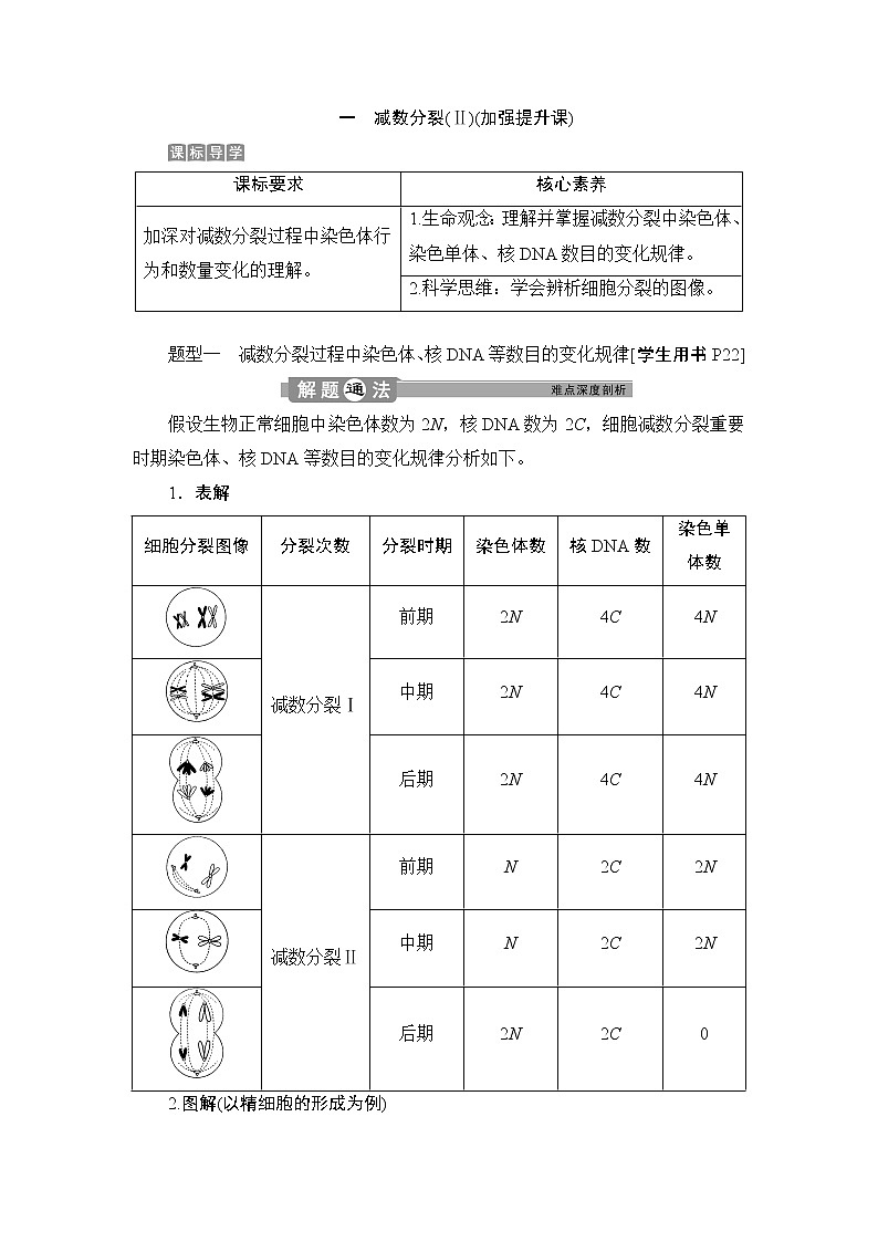 第2章第1节   一　减数分裂(Ⅱ)(加强提升课)--（新教材）2021年人教版（2019）高中生物必修2同步学案+同步练习第1页