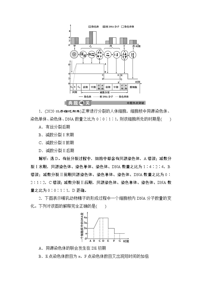 第2章第1节   一　减数分裂(Ⅱ)(加强提升课)--（新教材）2021年人教版（2019）高中生物必修2同步学案+同步练习第2页
