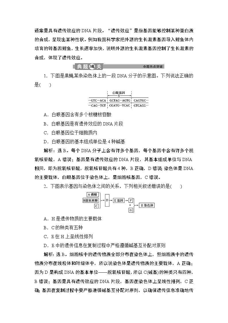 第3章第4节   基因通常是有遗传效应的DNA片段--（新教材）2021年人教版（2019）高中生物必修2同步学案+同步练习第3页