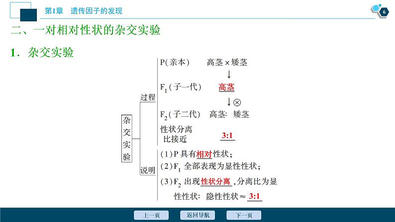 第1章第1节　孟德尔的豌豆杂交实验(一)(Ⅰ)--（新教材）2021年人教版（2019）高中生物必修2课件07