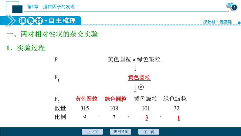 第1章第2节　孟德尔的豌豆杂交实验(二)(Ⅰ)--（新教材）2021年人教版（2019）高中生物必修2课件第4页