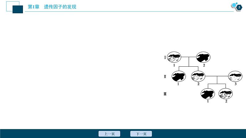 第1章章末综合检测(一)--（新教材）2021年人教版（2019）高中生物必修2课件06