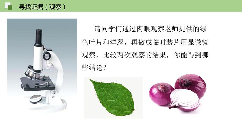 1.2 细胞的多样性和统一性--2021-2022学年新教材北师大版高中生物必修1课件+导学案+教学设计+练习02