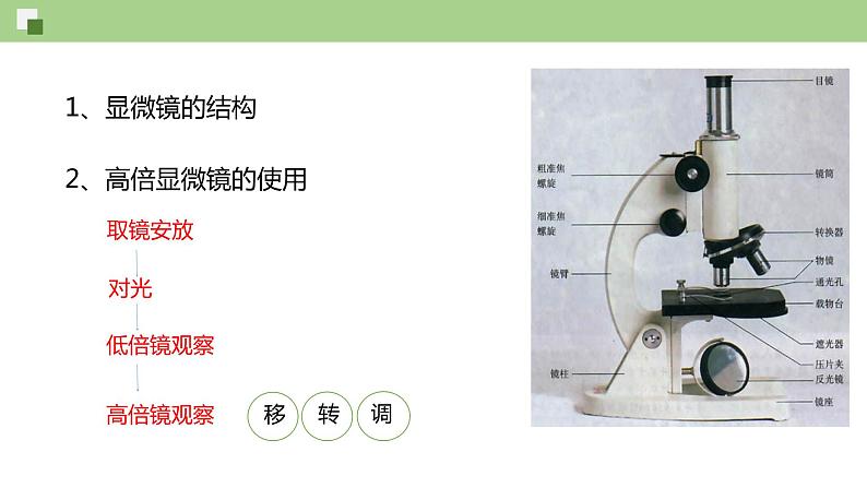 1.2 细胞的多样性和统一性--2021-2022学年新教材北师大版高中生物必修1课件+导学案+教学设计+练习04