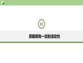 2.1.1 质膜的结构和功能--2021-2022学年新教材北师大版高中生物必修1课件+导学案+教学设计+练习