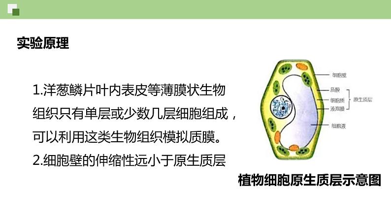 2.1.2 物质进出细胞的方式（课件）--2021-2022学年新教材北师大版高中生物必修1第3页