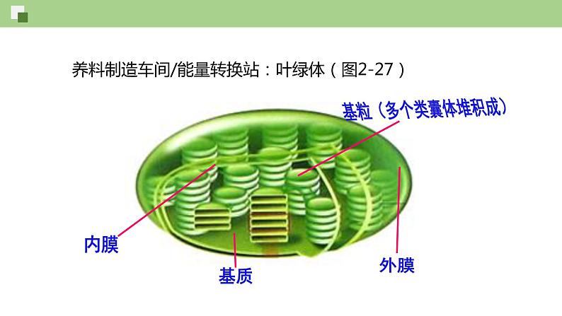 2.2 细胞质（课件）--2021-2022学年新教材北师大版高中生物必修1第5页