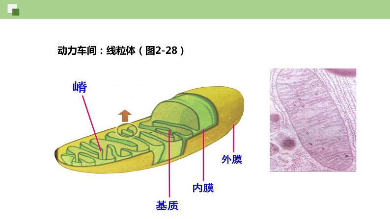 2.2 细胞质（课件）--2021-2022学年新教材北师大版高中生物必修1第8页