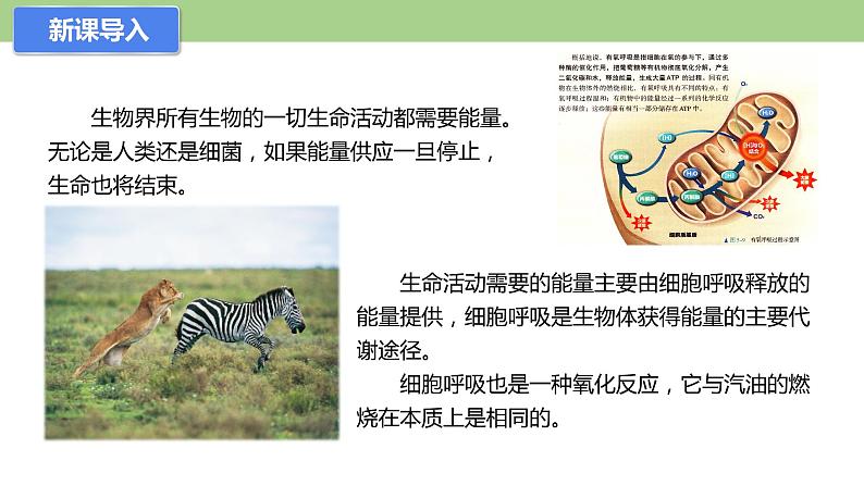 4.3.1 细胞呼吸的类型和过程--2021-2022学年新教材北师大版高中生物必修1课件+导学案+教学设计+练习02