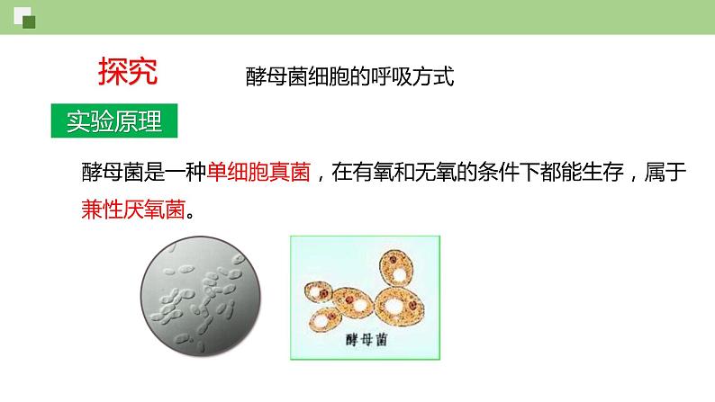 4.3.1 细胞呼吸的类型和过程--2021-2022学年新教材北师大版高中生物必修1课件+导学案+教学设计+练习06