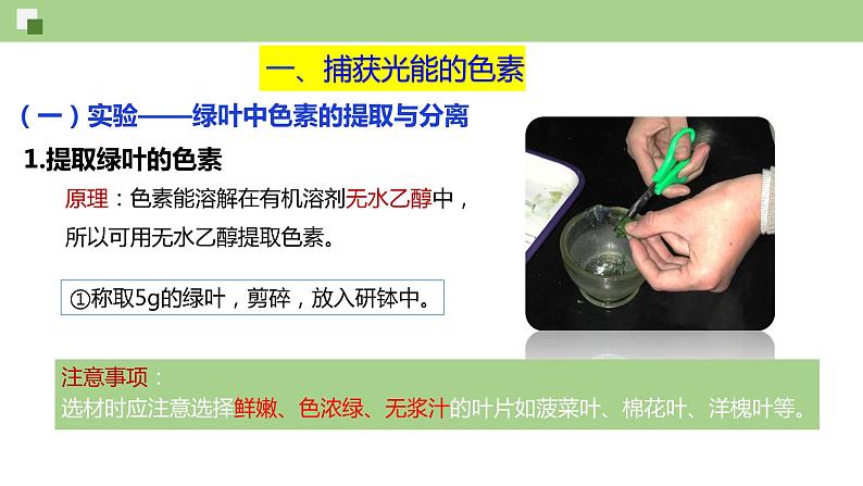 4.4.1 叶绿体通过光合色素捕获光能（课件）--2021-2022学年新教材北师大版高中生物必修1第4页