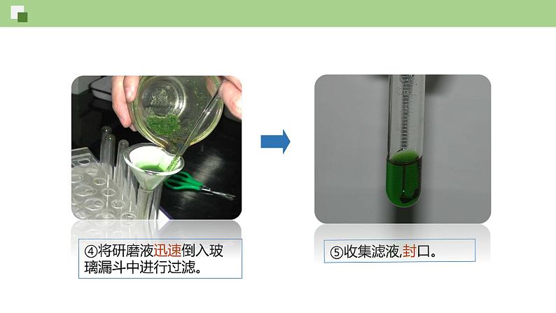 4.4.1 叶绿体通过光合色素捕获光能（课件）--2021-2022学年新教材北师大版高中生物必修1第7页