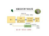 3.2生态系统的能量流动 【新教材】2021-2022学年人教版（2019）高二生物选择性必修二课件+教案+学案+同步练习