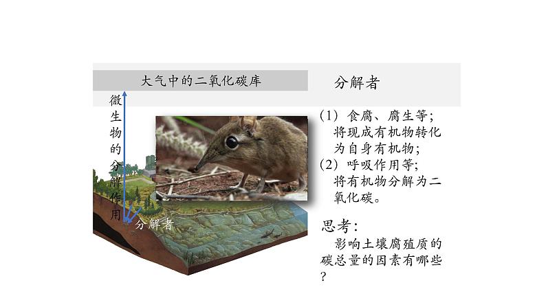3.3生态系统的物质循环（第一课时）课件【新教材】人教版（2019）高中生物选择性必修二 第7页