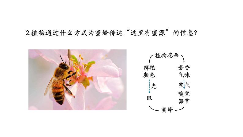 3.4生态系统的信息传递 【新教材】2021-2022学年人教版（2019）高二生物选择性必修二课件+教案+学案+同步练习04