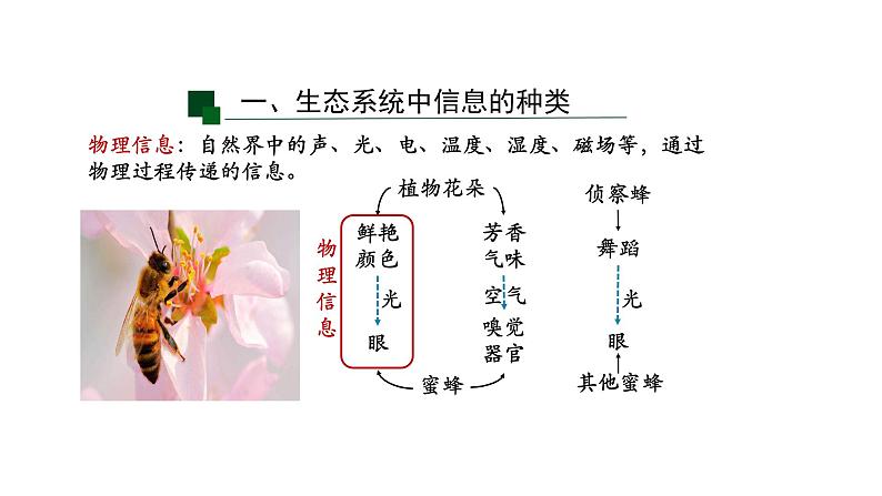 3.4生态系统的信息传递 【新教材】2021-2022学年人教版（2019）高二生物选择性必修二课件+教案+学案+同步练习06