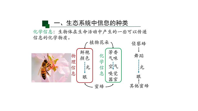 3.4生态系统的信息传递 【新教材】2021-2022学年人教版（2019）高二生物选择性必修二课件+教案+学案+同步练习07