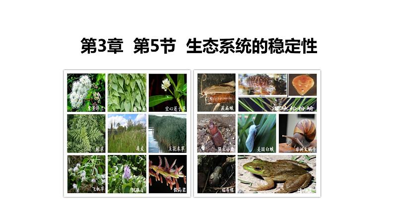 3.5生态系统的稳定性 【新教材】2021-2022学年人教版（2019）高二生物选择性必修二课件+教案+学案+同步练习01