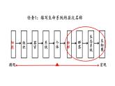 1.1 种群的数量特征【新教材】2021-2022学年人教版（2019）高二生物选择性必修二课件+教案+学案+同步练习