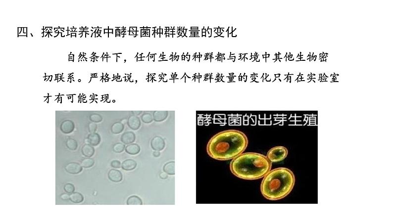 1.2种群数量的变化 【新教材】2021-2022学年人教版（2019）高二生物选择性必修二课件+教案+学案+同步练习02