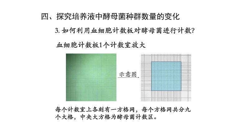 1.2种群数量的变化 【新教材】2021-2022学年人教版（2019）高二生物选择性必修二课件+教案+学案+同步练习08