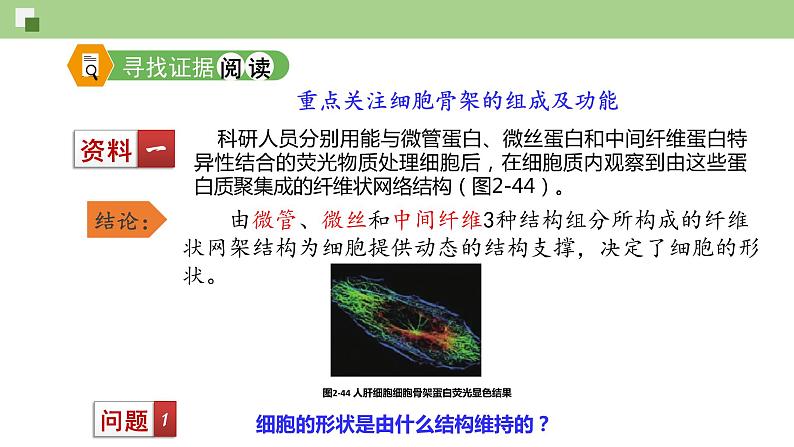 细胞骨架与内膜系统PPT课件免费下载03