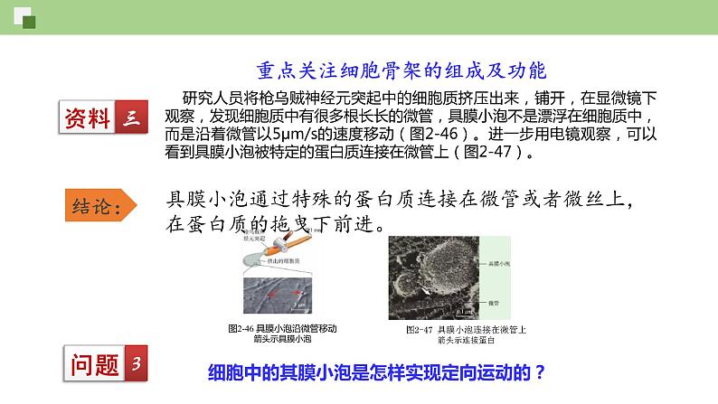 细胞骨架与内膜系统PPT课件免费下载05