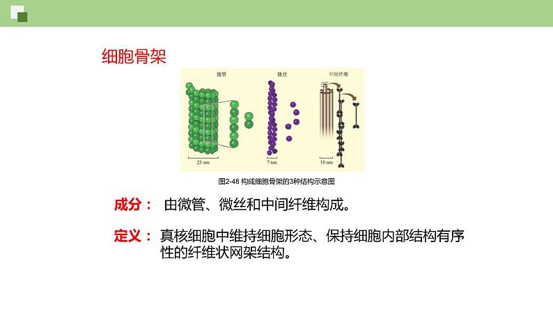 细胞骨架与内膜系统PPT课件免费下载06