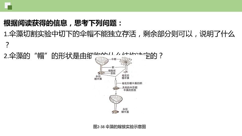 细胞核PPT课件免费下载03