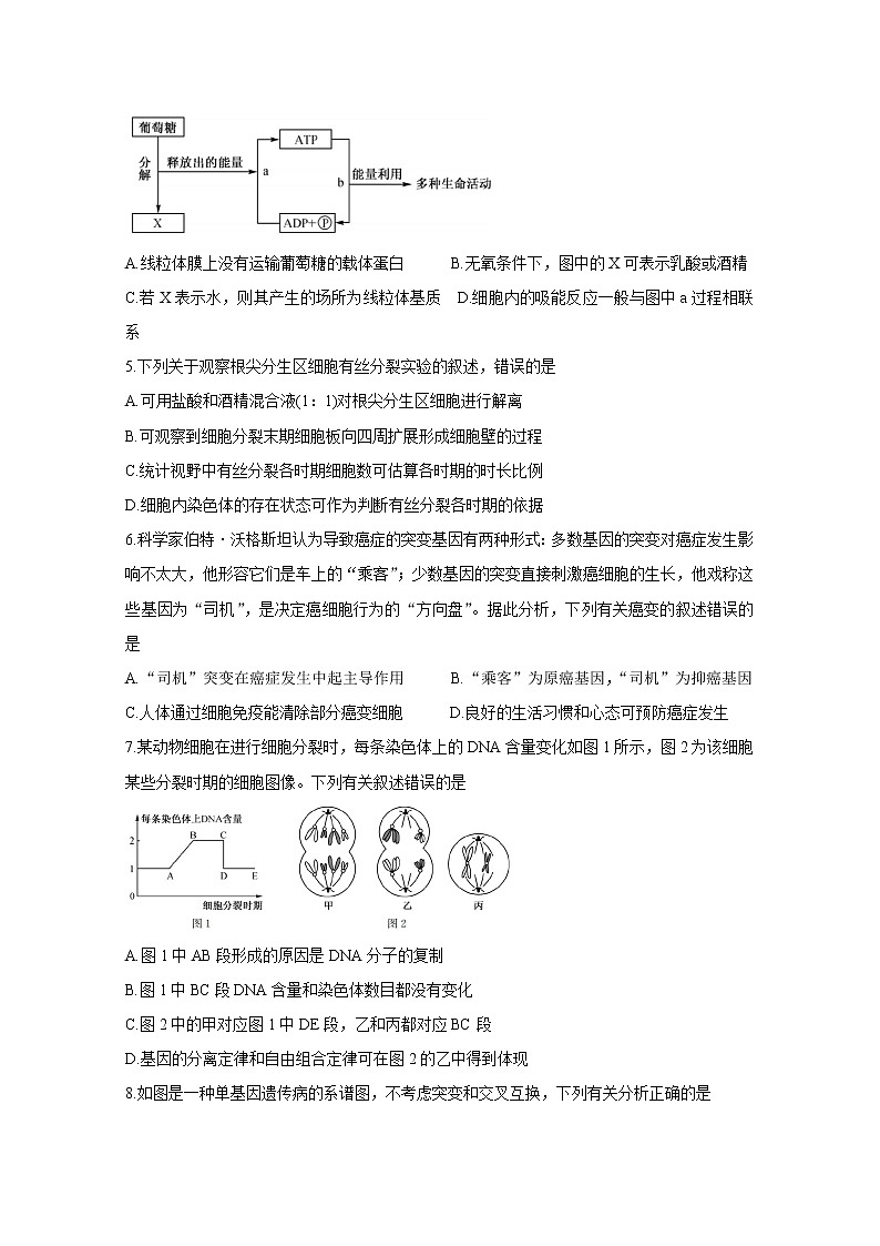 河南省九师联盟2020-2021学年下学期高二6月联考 生物 Word版含答案第2页
