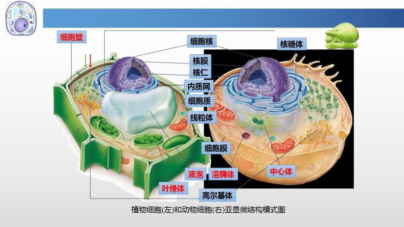 2 結構與功能獨特的細胞器-【新教材】蘇教版(2019)高中生物必修1同步