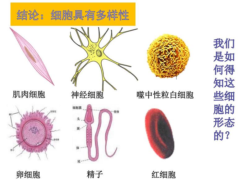 1.2 细胞的多样性和统一性（课件精讲）-【新教材】人教版（2019）高中生物必修1同步课件精讲+习题精练第4页