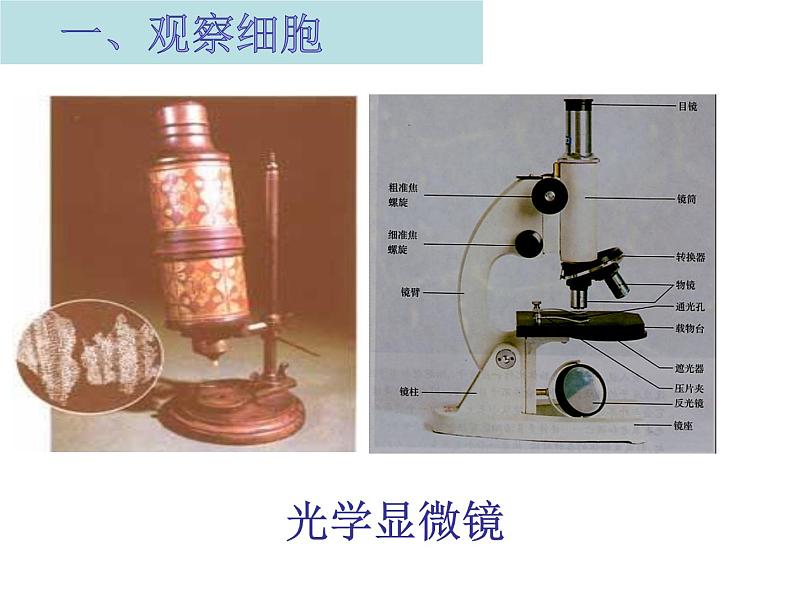 1.2 细胞的多样性和统一性（课件精讲）-【新教材】人教版（2019）高中生物必修1同步课件精讲+习题精练第5页