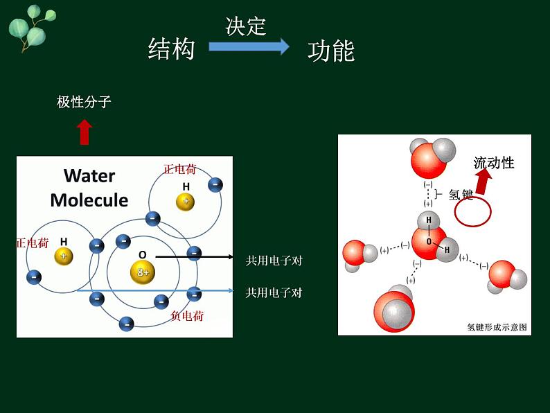 2.2 细胞中的无机物-【新教材】人教版（2019）高中生物必修1同步课件精讲+习题精练07