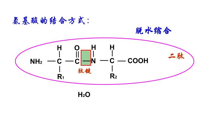 2.4 蛋白质是生命活动的主要承担着-【新教材】人教版（2019）高中生物必修1同步课件精讲+习题精练06