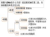 2.5 核酸-【新教材】人教版（2019）高中生物必修1同步课件精讲+习题精练