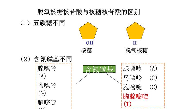 2.5 核酸是遗传信息的携带者（课件精讲）-【新教材】人教版（2019）高中生物必修1同步课件精讲+习题精练第8页