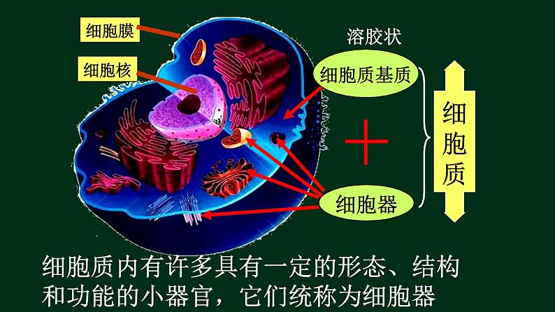 3.2 细胞器-【新教材】人教版（2019）高中生物必修1同步课件精讲+习题精练03