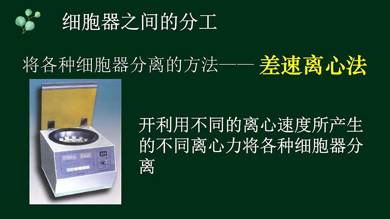 3.2 细胞器-【新教材】人教版（2019）高中生物必修1同步课件精讲+习题精练04