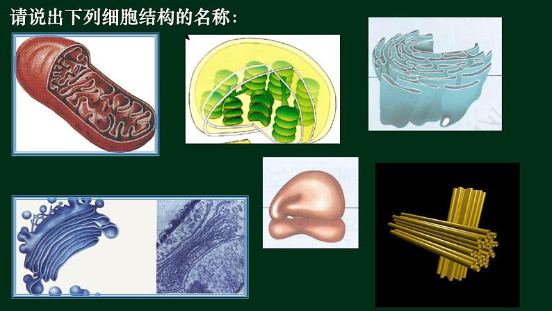 3.2 细胞器-【新教材】人教版（2019）高中生物必修1同步课件精讲+习题精练06